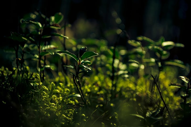 Earth Environment Ecology